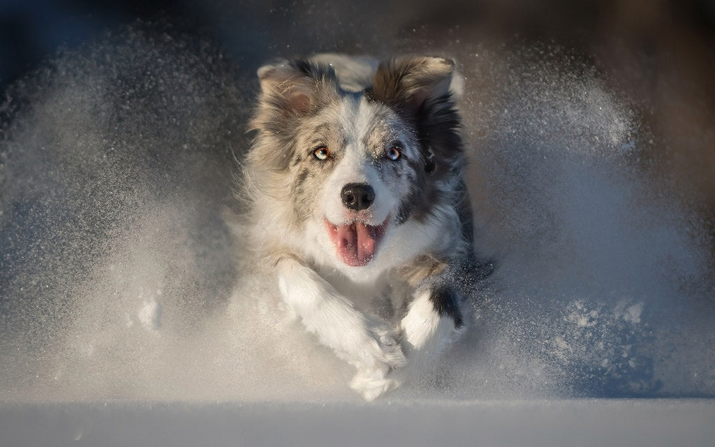 Australian shepherd dog