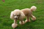 A toy poodle walking in the grass