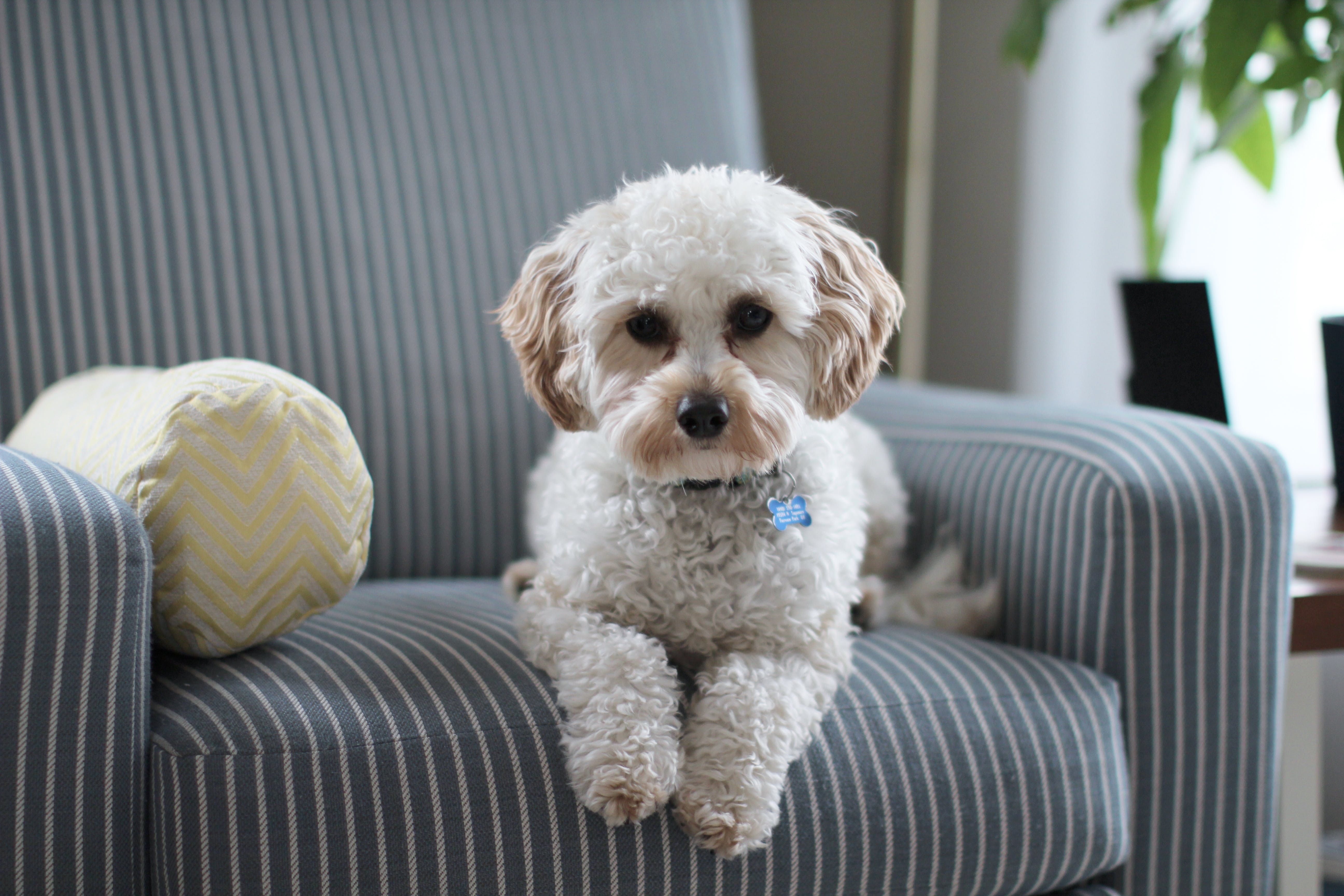 Cute little white dog