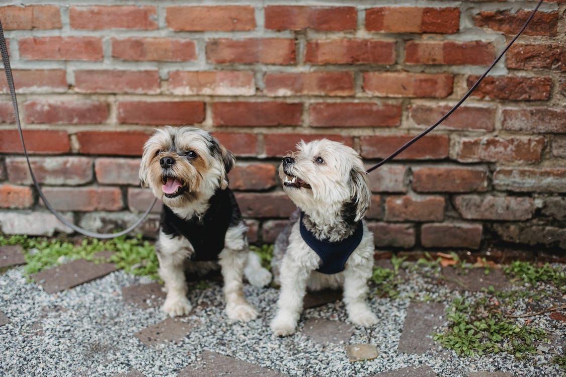 Two cute little dogs