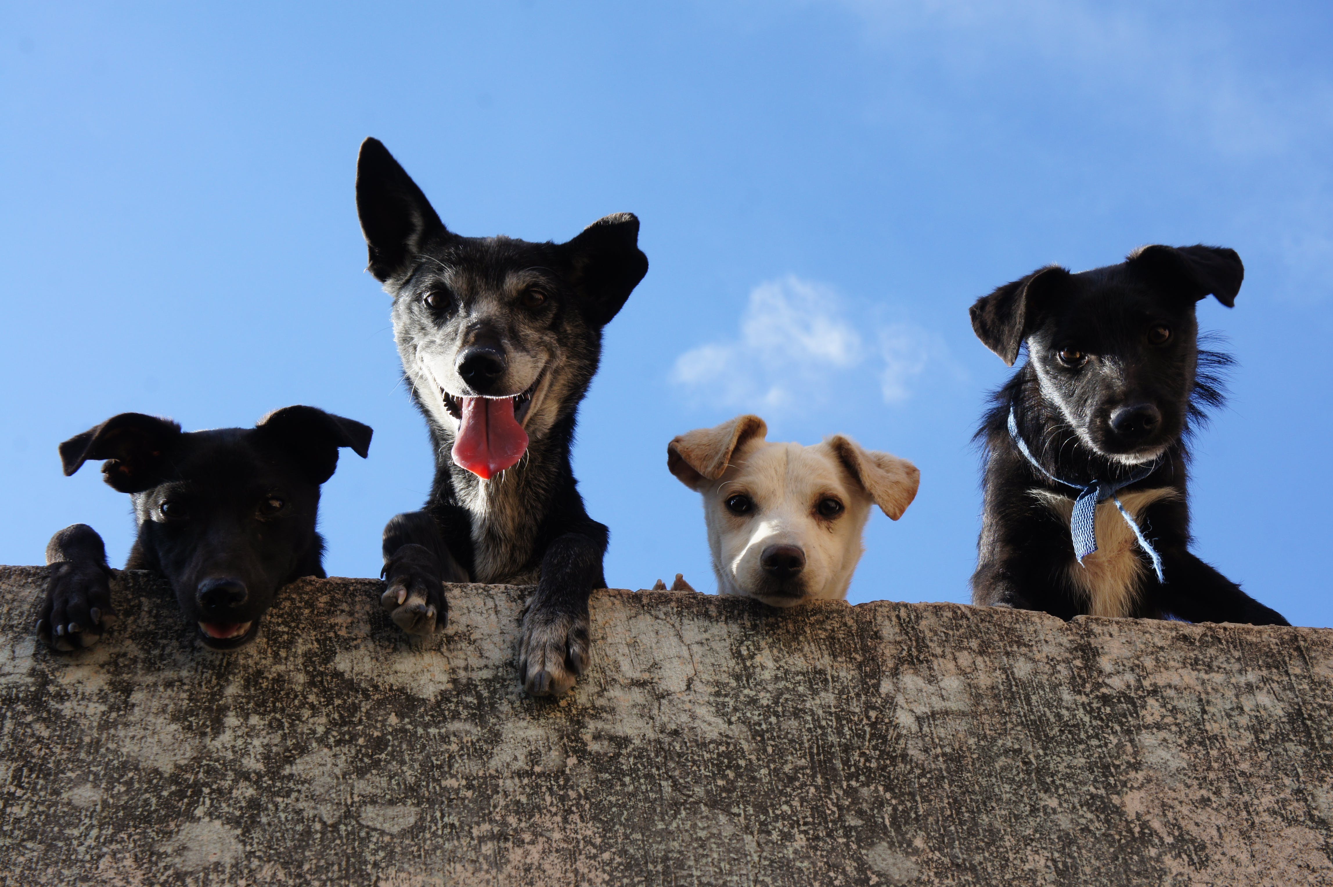 Four dogs on the wall