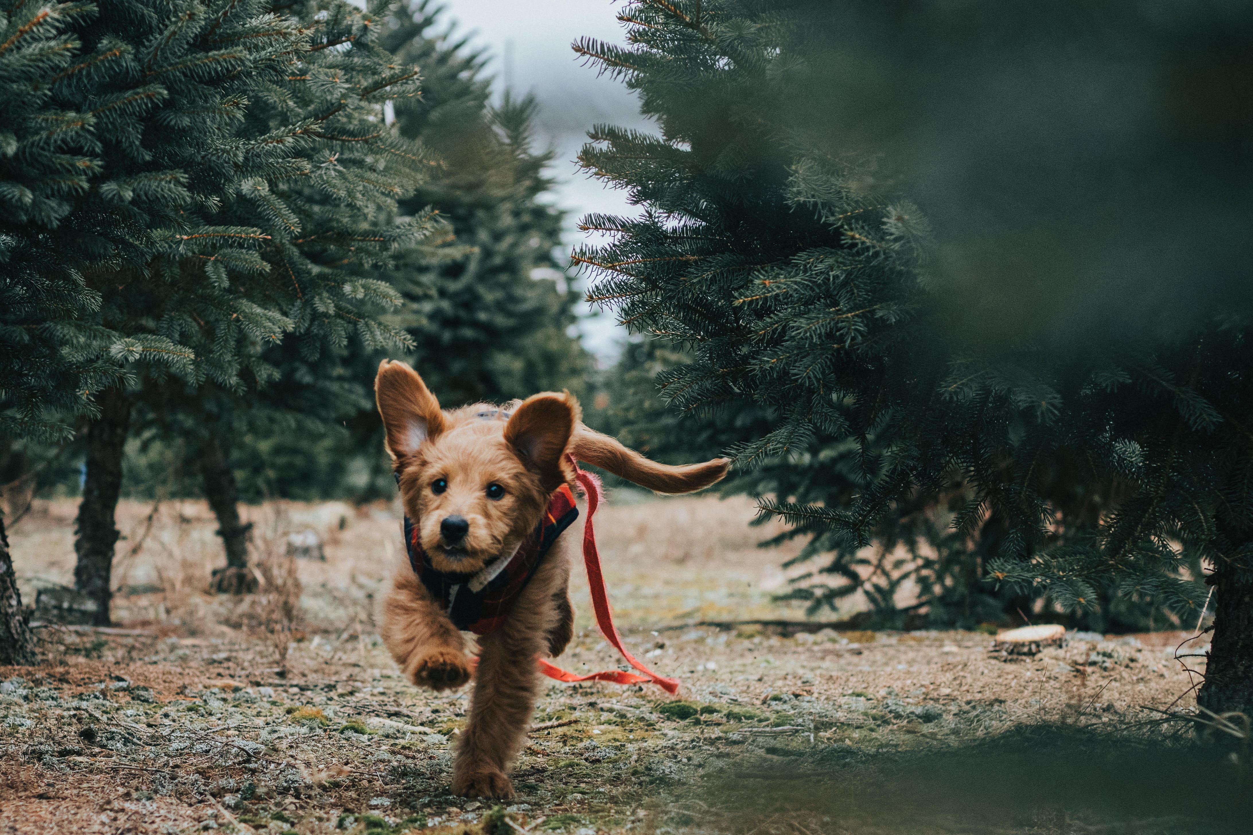 A dog is running wildly