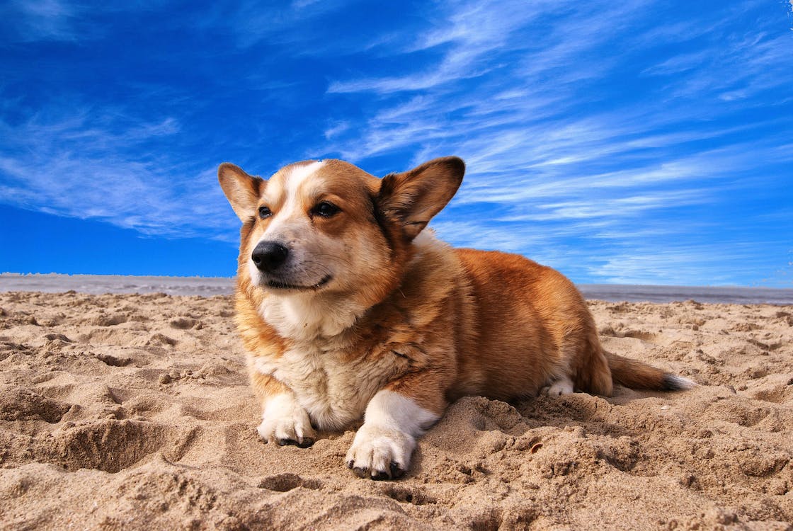 Looking at the dog in the distance under the blue sky