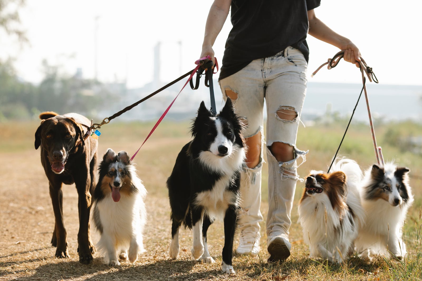 A person takes many dogs for a walk