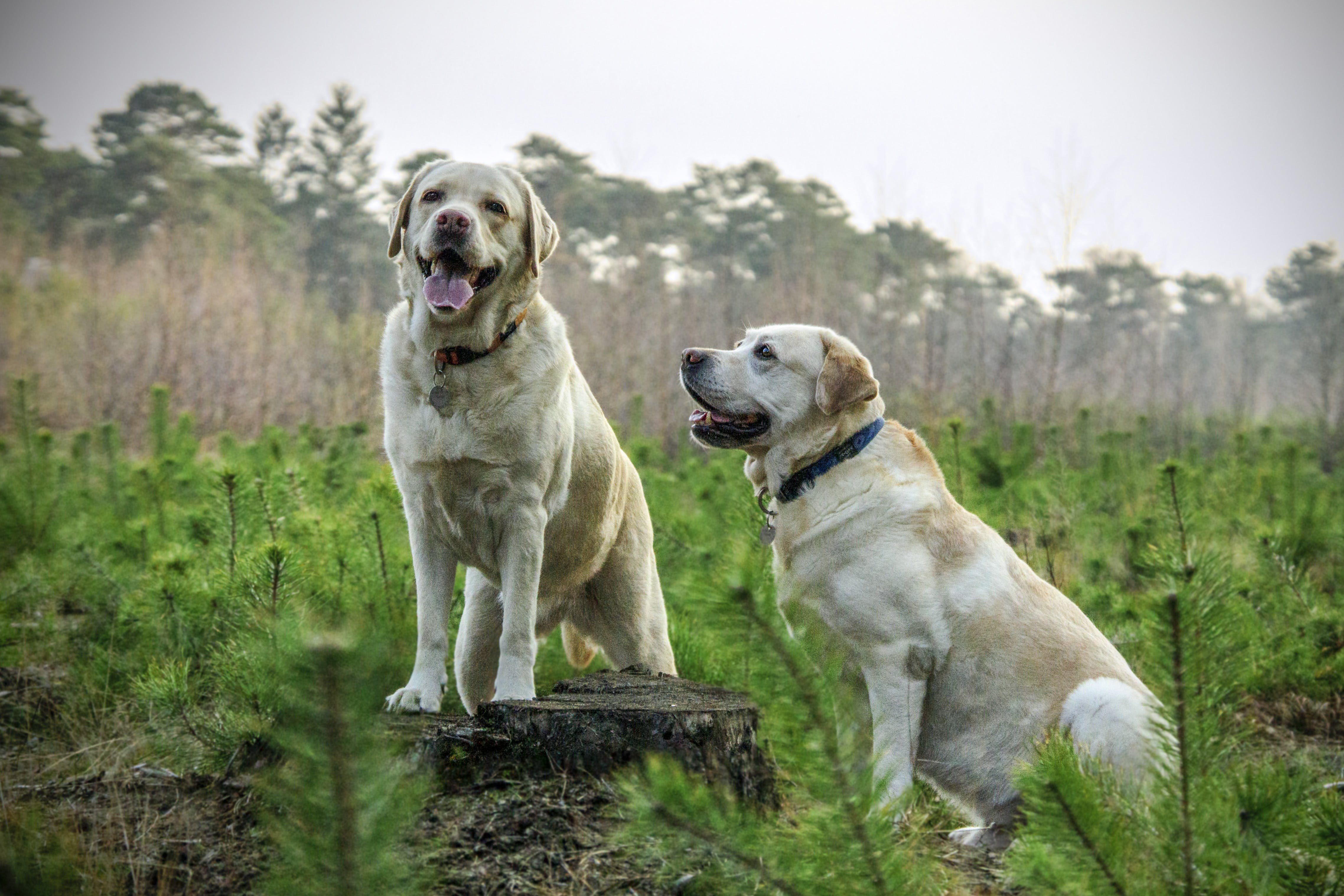 Two dogs